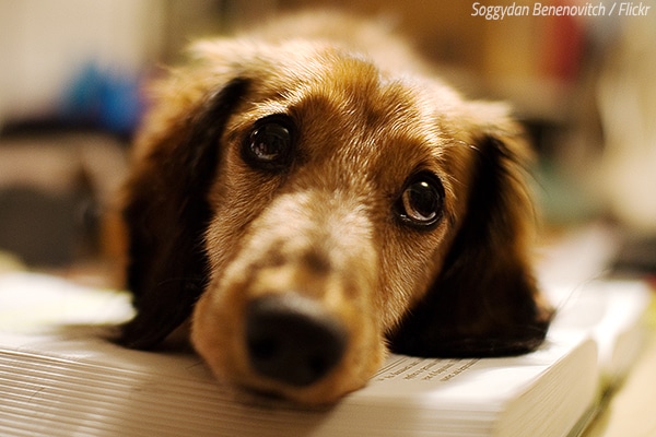 How to make a dog comfortable in a new home